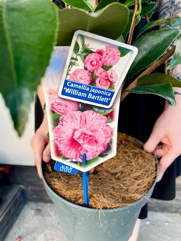 Camellia japonica William Bartlett (japanska kamelija) fi23