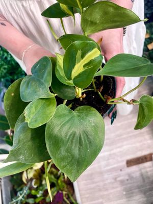Philodendron brasil scandens mix fi12