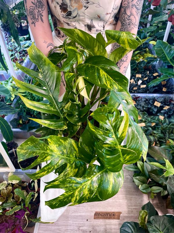 Empipremnum pinnatum Cintho fi17