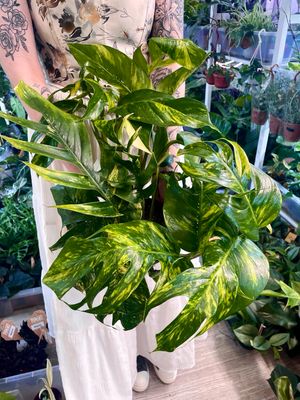 Empipremnum pinnatum Cintho fi17