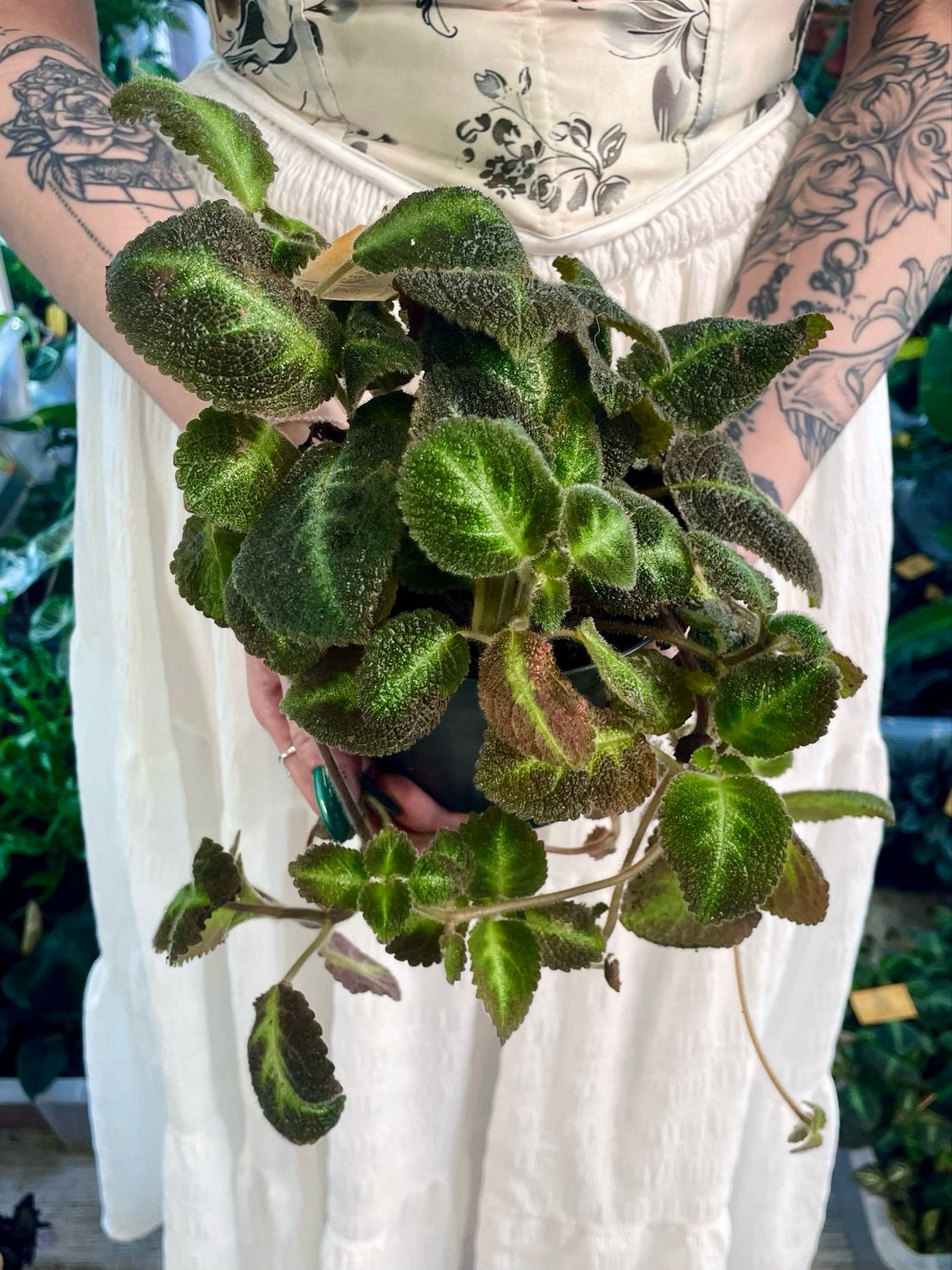 Episcia fi12