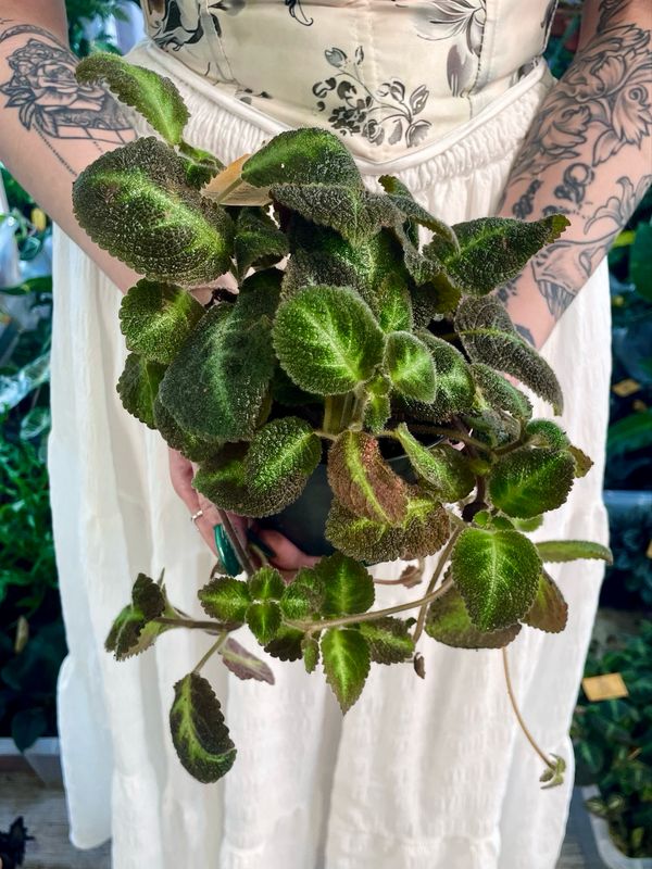 Episcia fi12