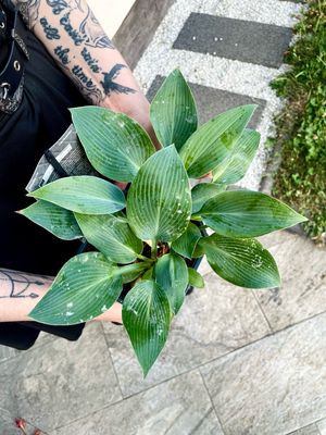 Hosta Tardiana Halcyon fi17
