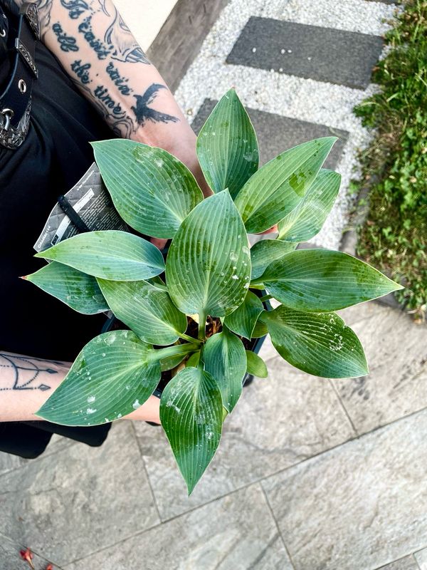 Hosta Tardiana Halcyon fi17