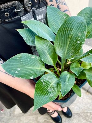 Hosta Tardiana Halcyon fi17