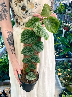Monstera Dubia fi14