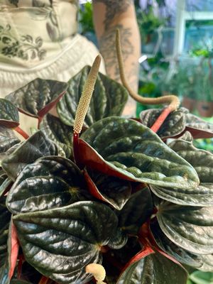 Peperomia rojo grande fi15