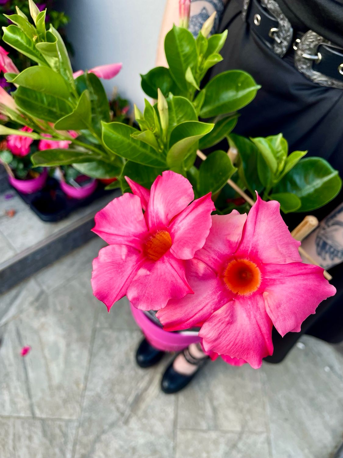 Mandevilla Sundaville pink (roza mandevila) fi14