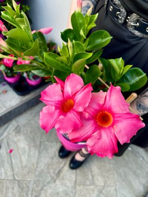Mandevilla Sundaville pink (roza mandevila) fi14