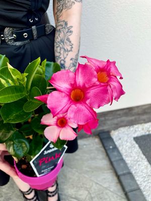 Mandevilla Sundaville pink (roza mandevila) fi14
