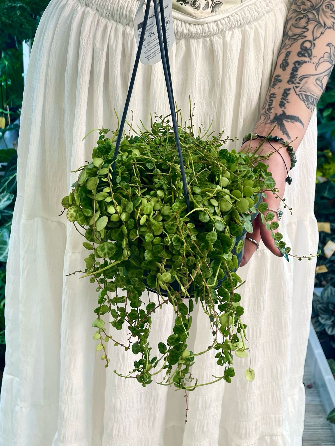 Peperomia prostrata string of turtles (niz kornjača) visilica fi14
