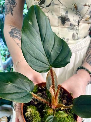 Philodendron Serpens fi10,50