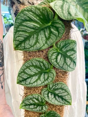 Monstera Dubia fi14