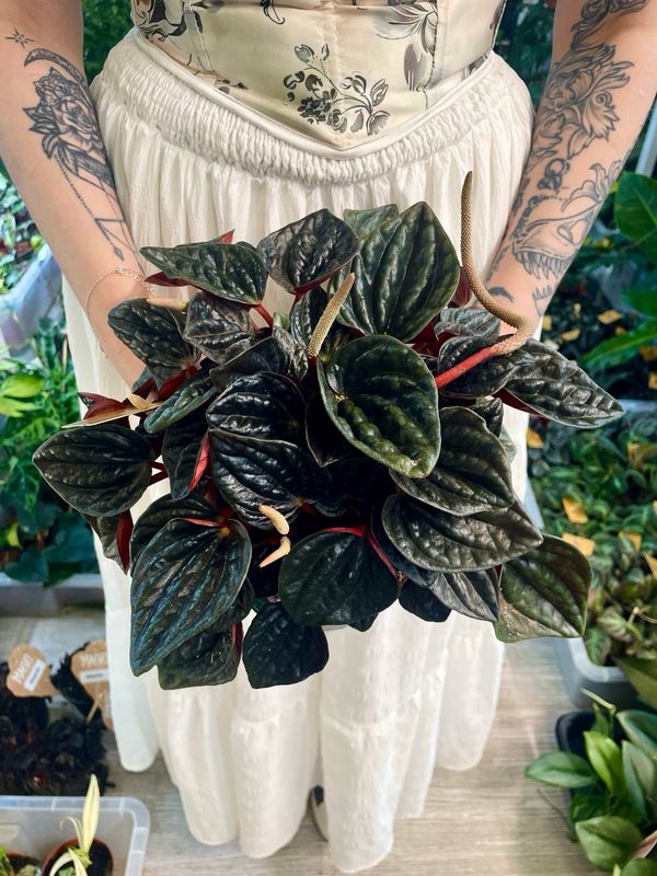 Peperomia rojo grande fi15