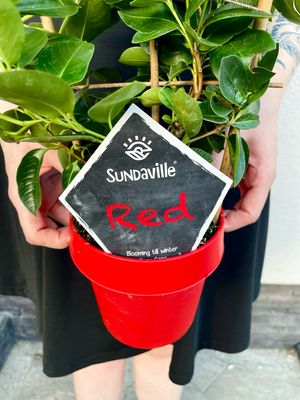 Mandevilla Sundaville red (crvena mandevila) fi14