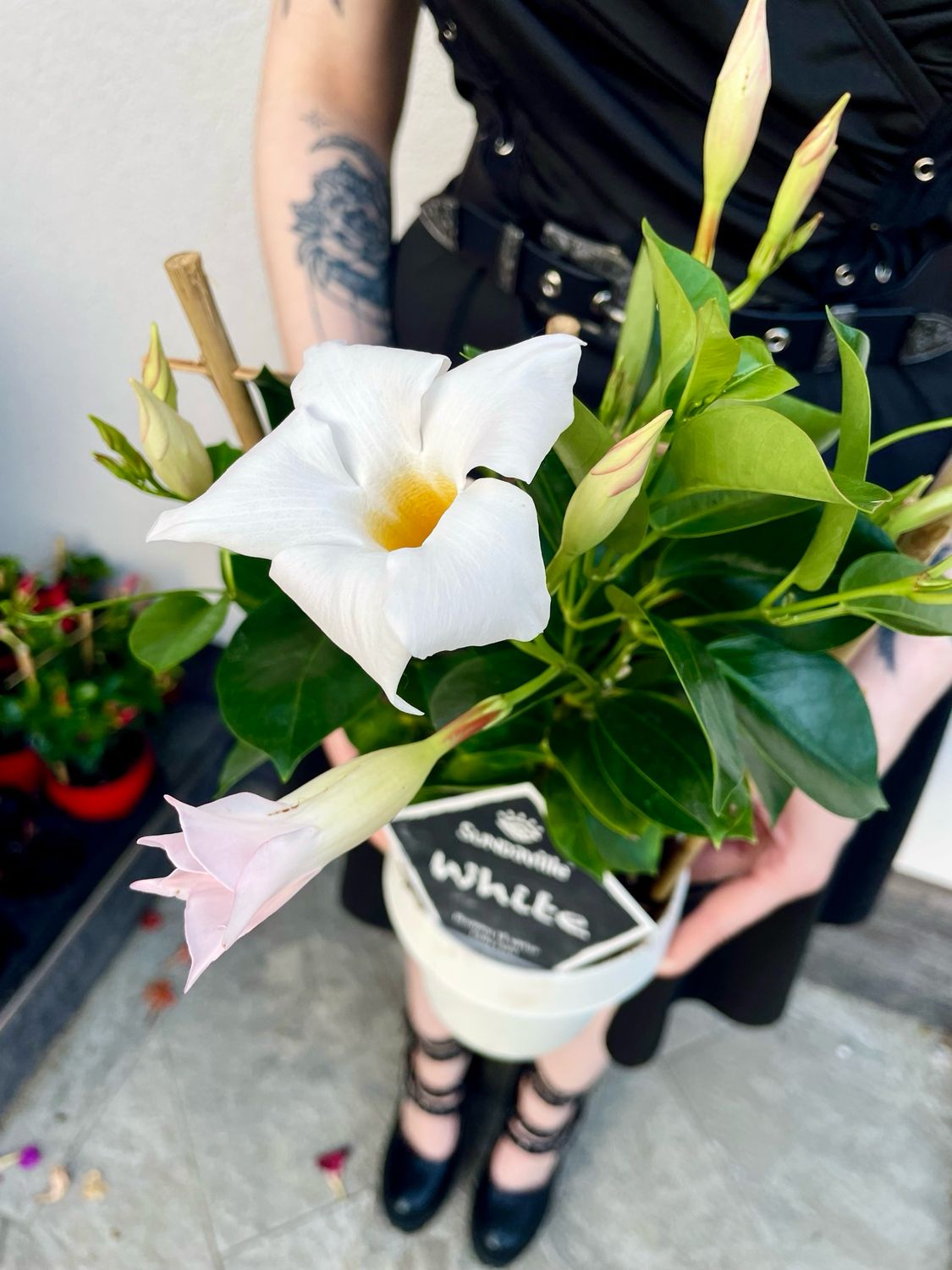 Mandevilla Sundaville white (bijela mandevila) fi14