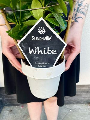 Mandevilla Sundaville white (bijela mandevila) fi14