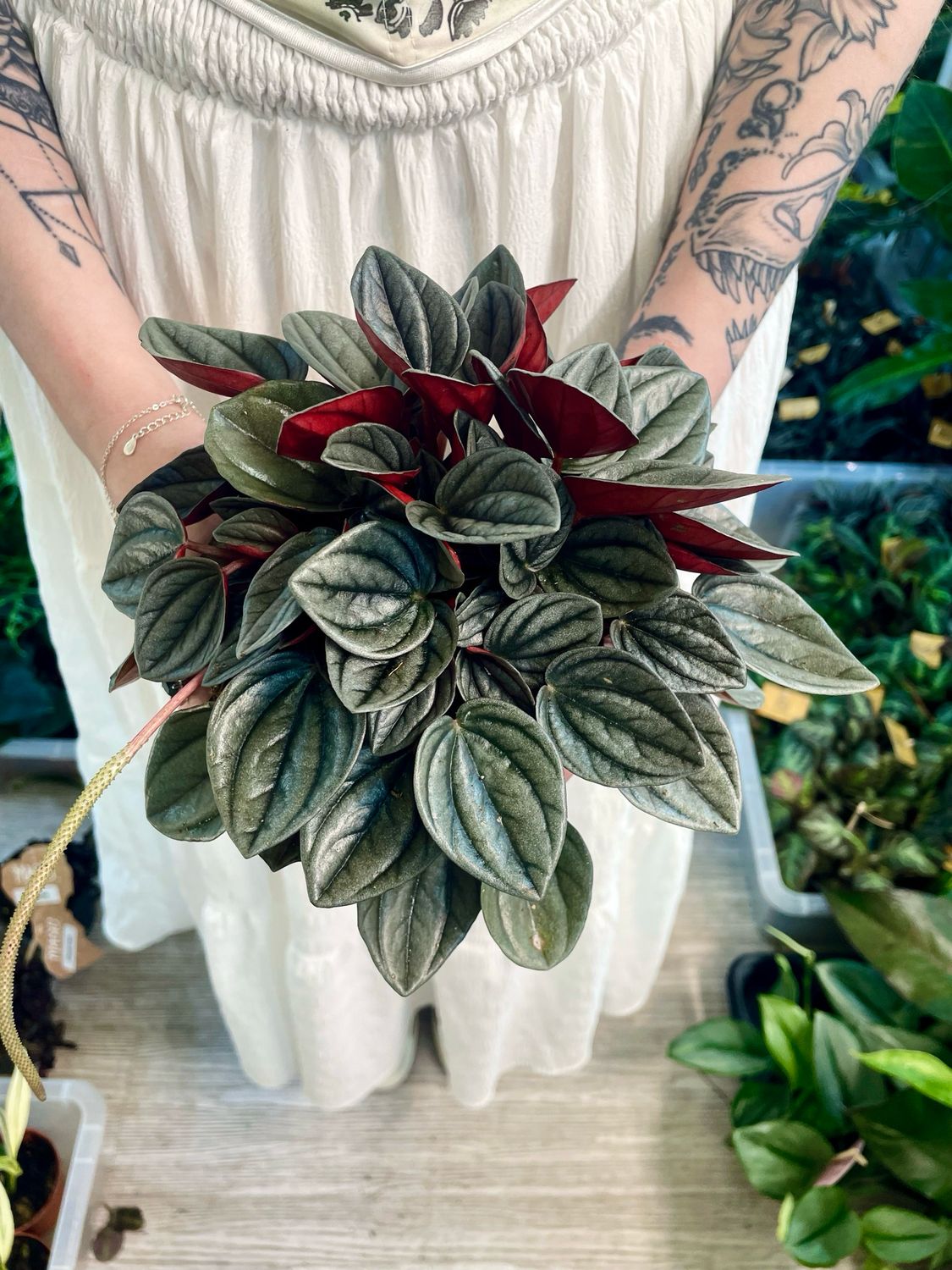 Peperomia Santorini fi13