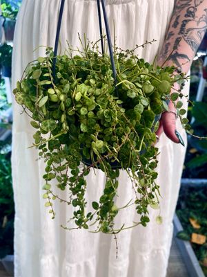 Peperomia prostrata string of turtles (niz kornjača) visilica fi14
