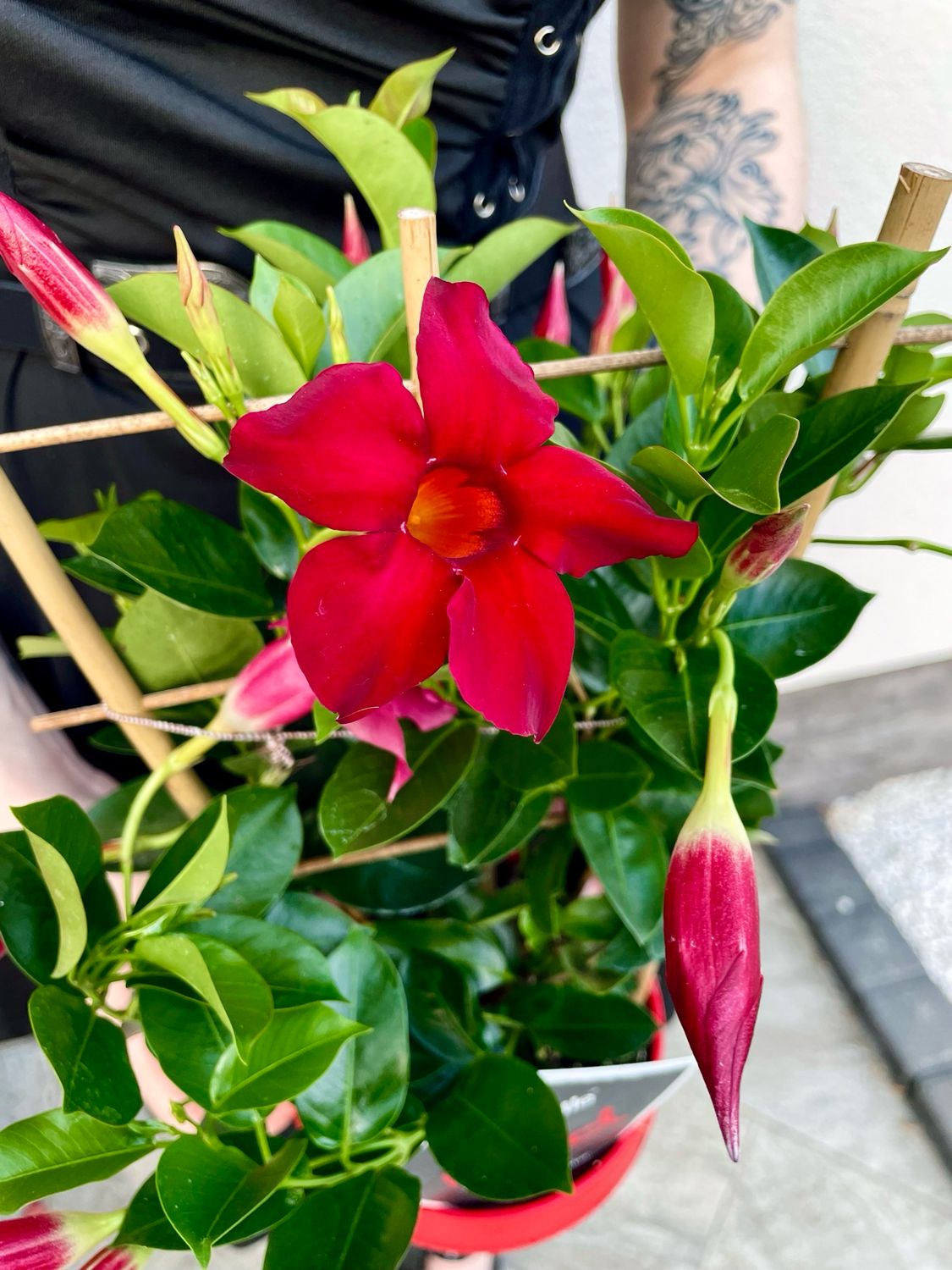 Mandevilla Sundaville red (crvena mandevila) fi14
