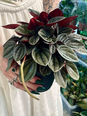 Peperomia Santorini fi13