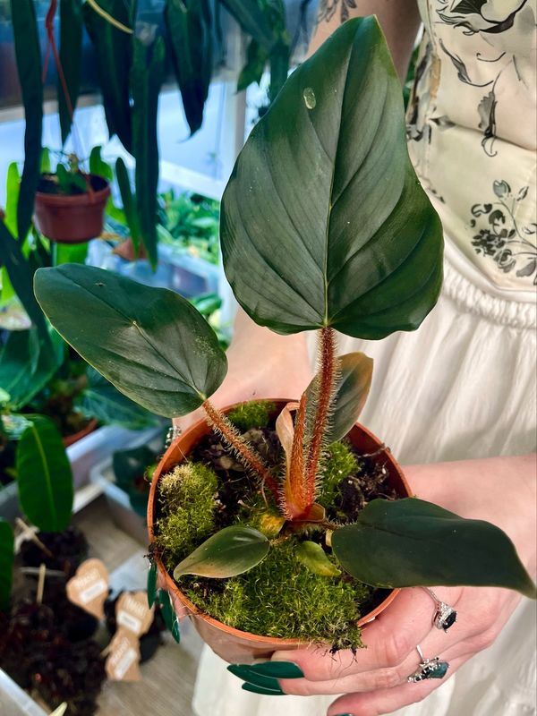 Philodendron Serpens fi10,50
