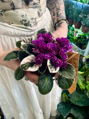 Saintpaulia variegata purple (variegirana ljubičica ljubičasta) fi12