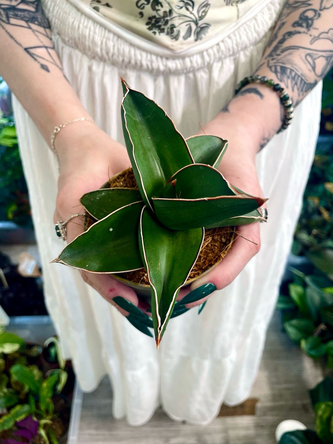 Sansevieria Samurai fi9