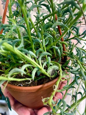 Senecio string of dolphins (niz dupina) visilica fi12