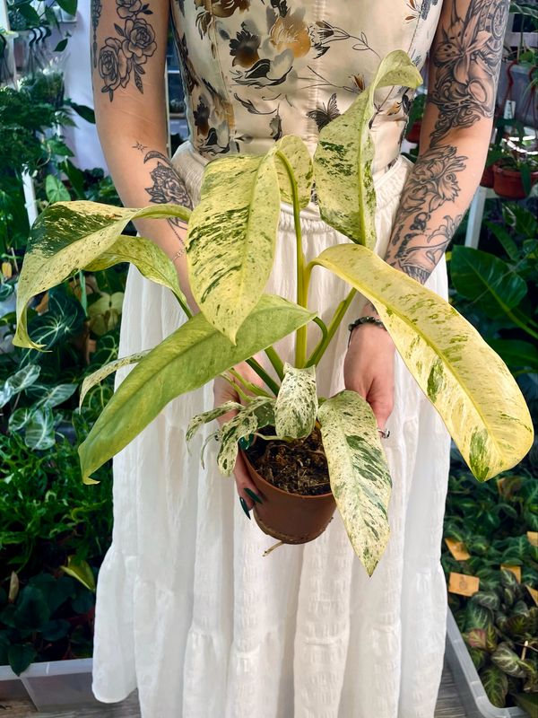 Rhaphidophora Puberula Variegata fi12 