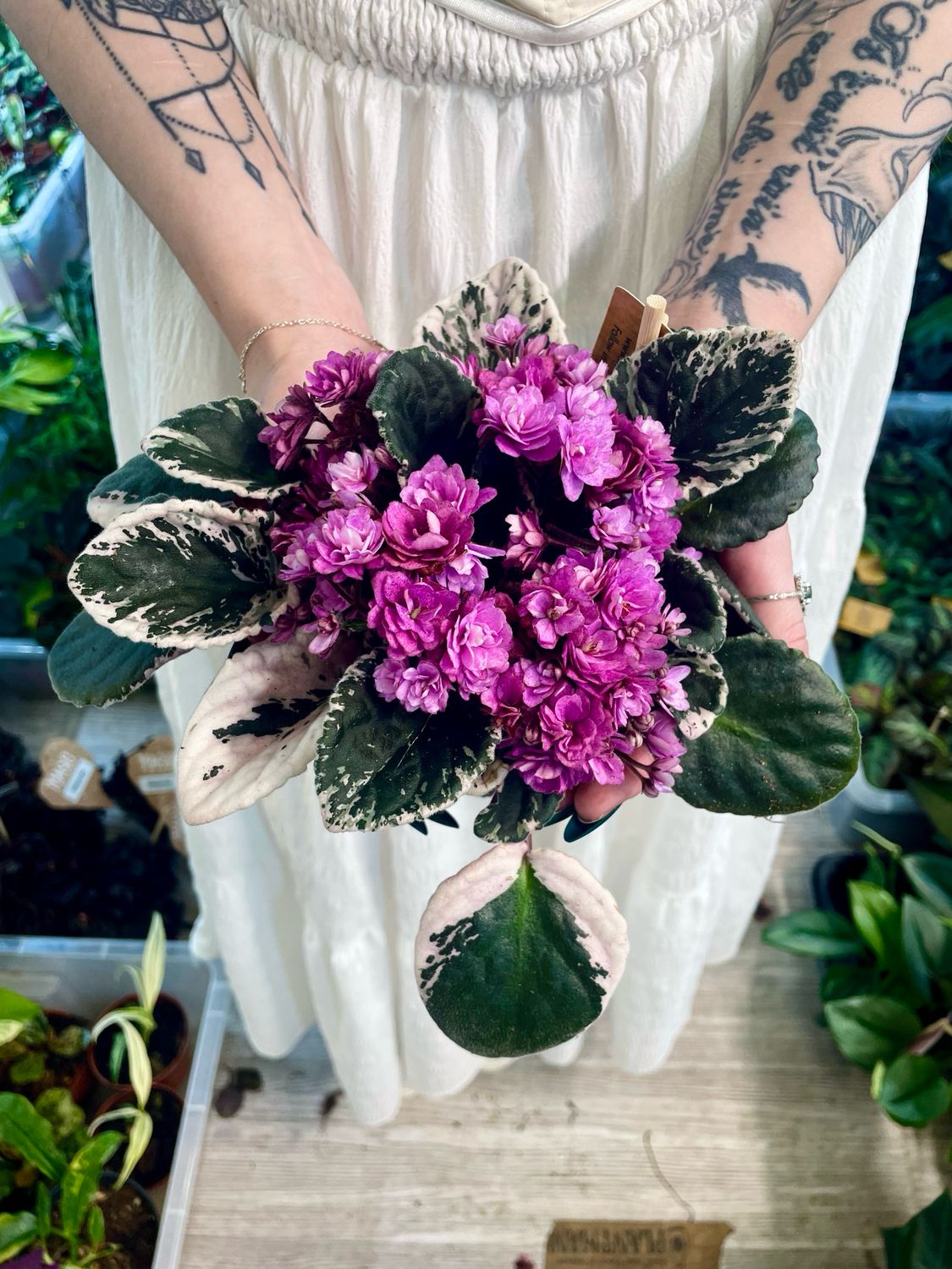 Saintpaulia variegata pink (variegirana ljubičica roza) fi12