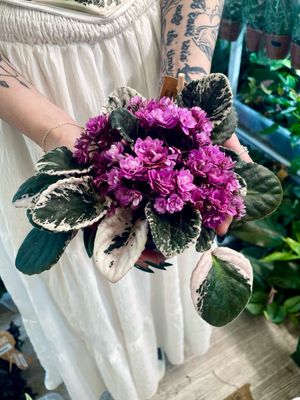 Saintpaulia variegata pink (variegirana ljubičica roza) fi12