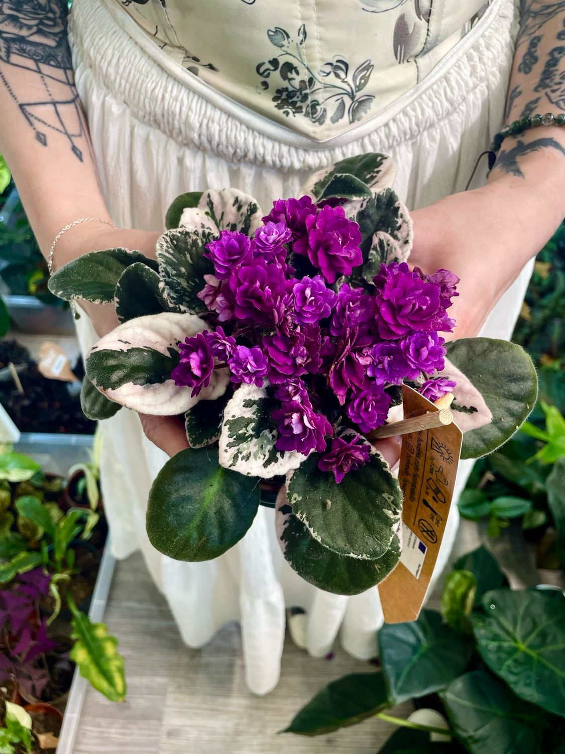 Saintpaulia variegata purple (variegirana ljubičica ljubičasta) fi12