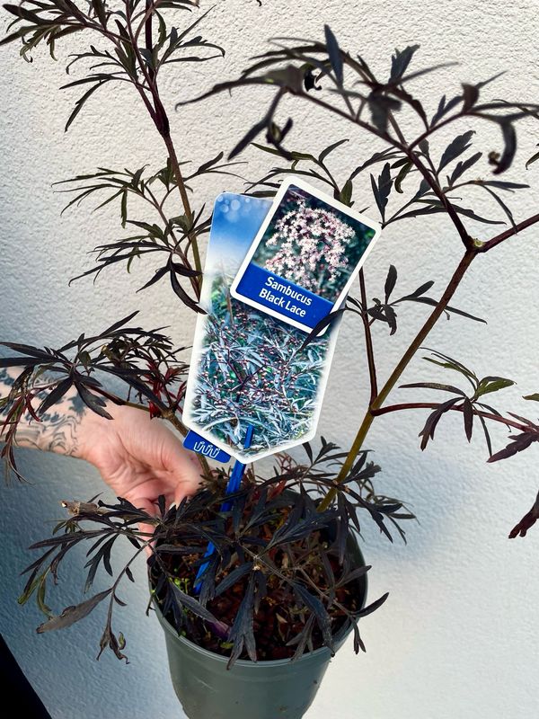 Sambucus Black lace (crna bazga) fi17