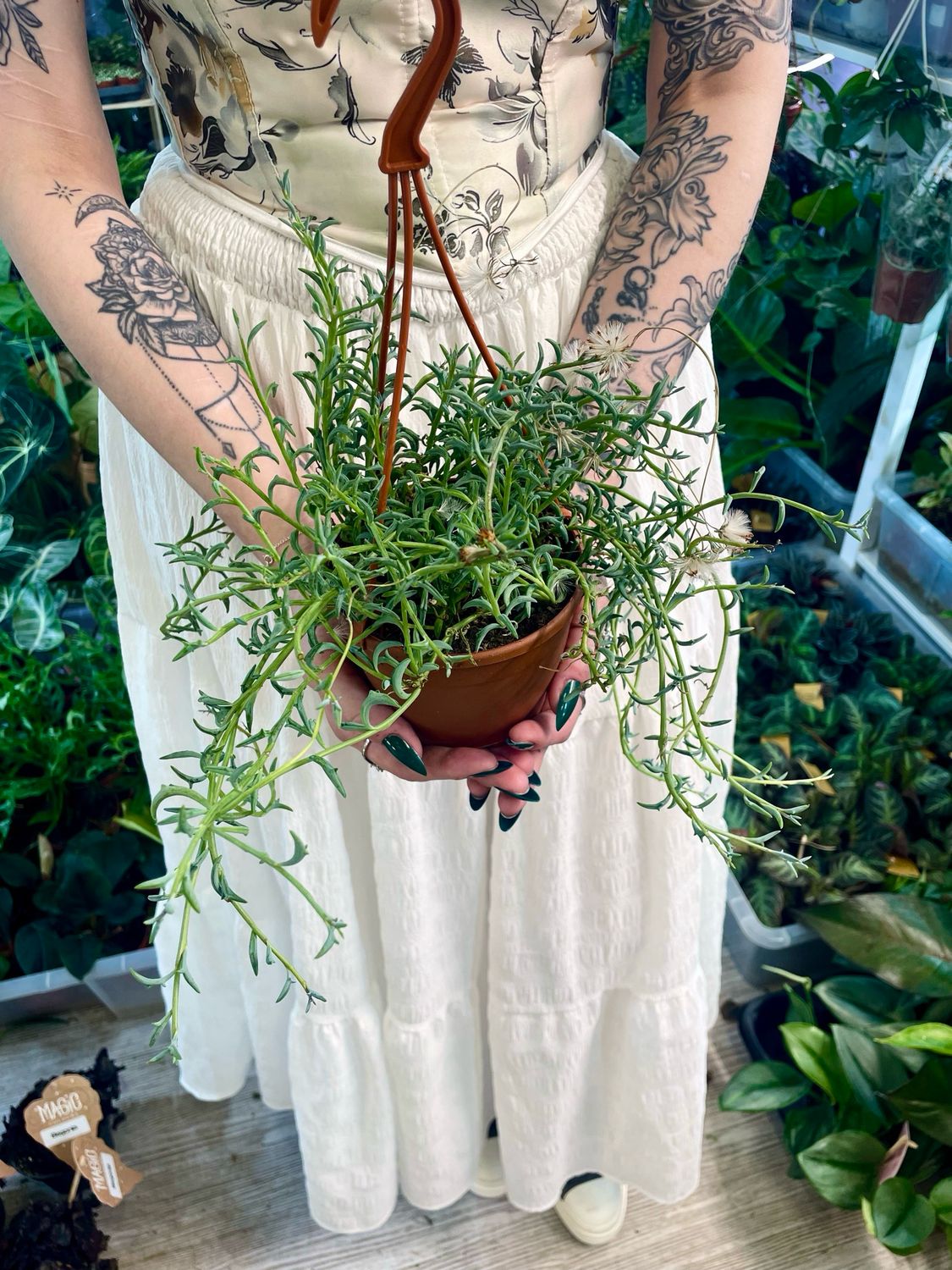 Senecio string of dolphins (niz dupina) visilica fi12