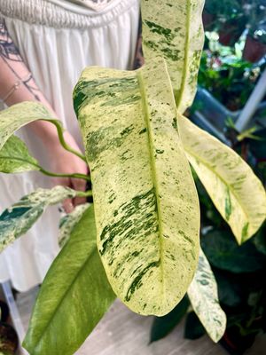 Rhaphidophora Puberula Variegata fi12 