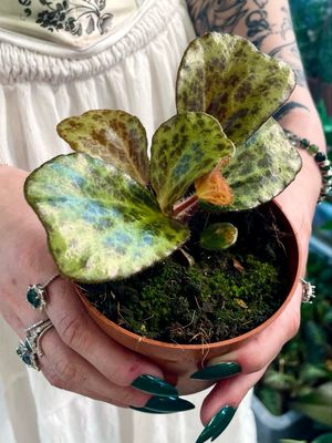 Begonia blancii Mottled fi10,50