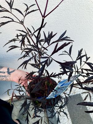 Sambucus Black lace (crna bazga) fi17