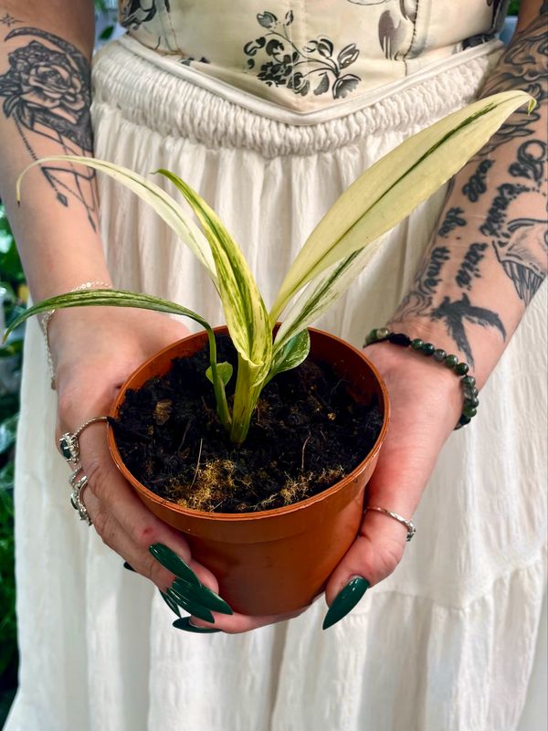 Epipremnum amplissimum white variegata fi10,50