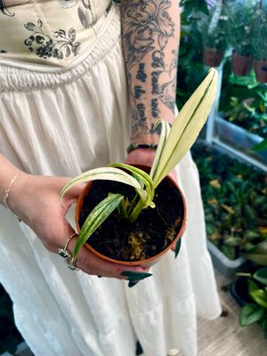 Epipremnum amplissimum white variegata fi10,50
