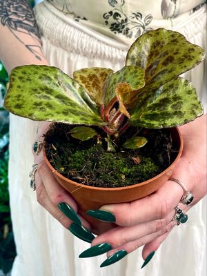 Begonia blancii Mottled fi10,50