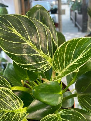 Philodendron Birkin White Wave fi12