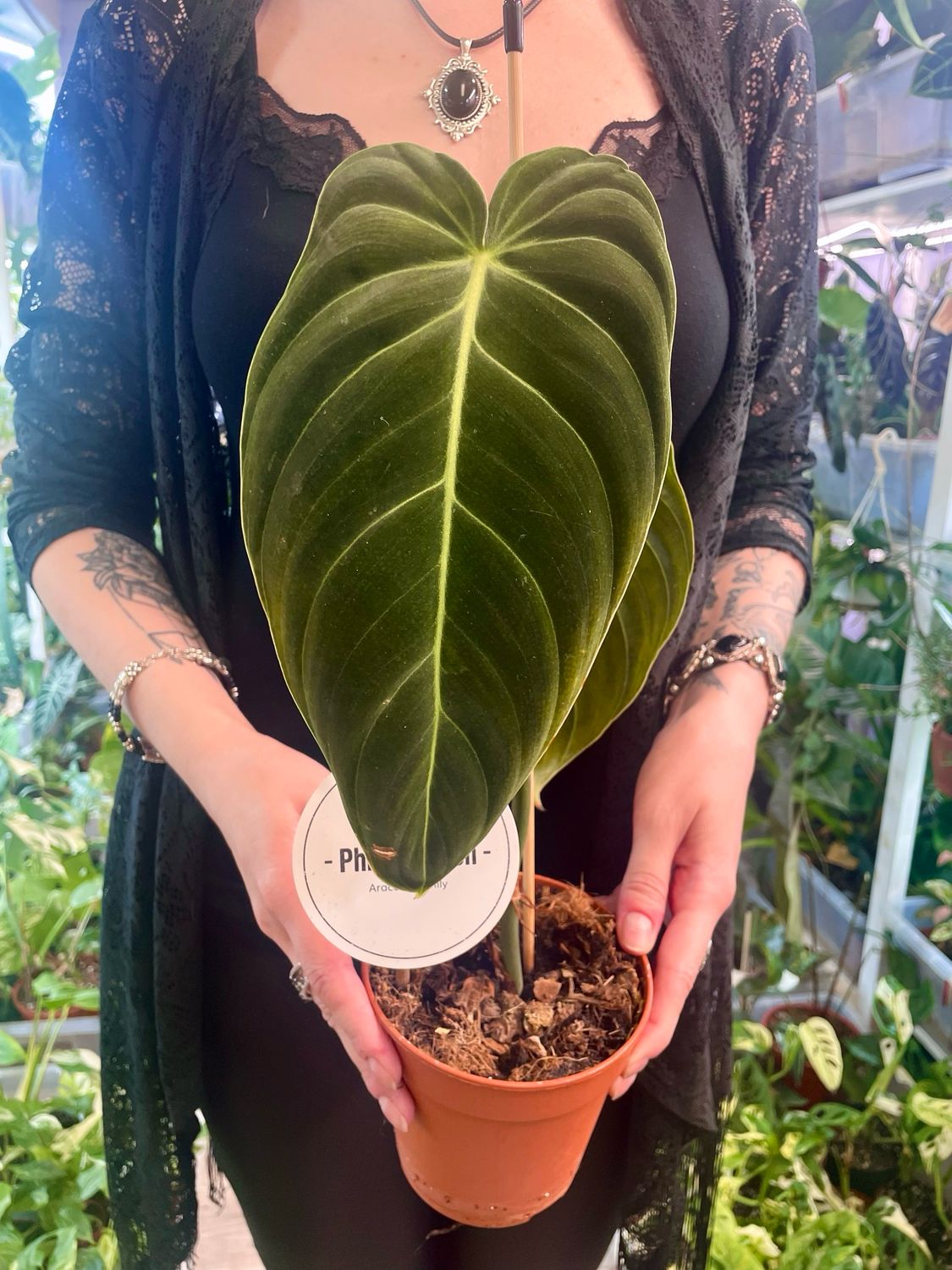 Philodendron Melanochrysum fi12