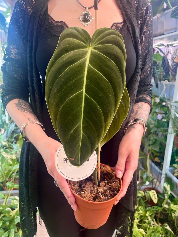 Philodendron Melanochrysum fi12