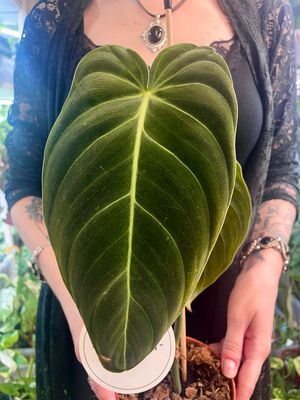 Philodendron Melanochrysum fi12