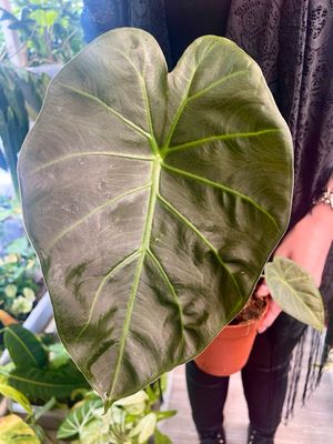 Alocasia Regal Shields fi12