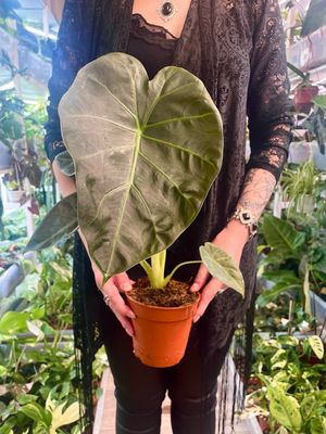 Alocasia Regal Shields fi12