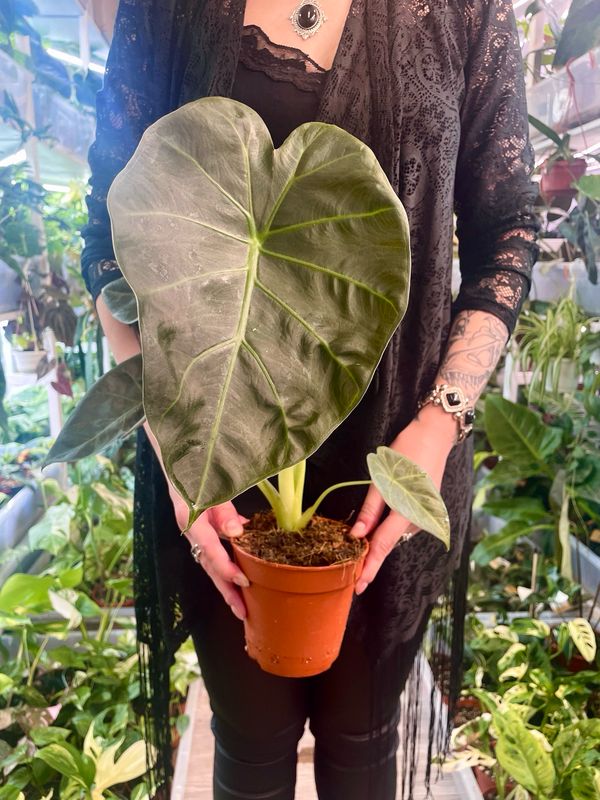 Alocasia Regal Shields fi12
