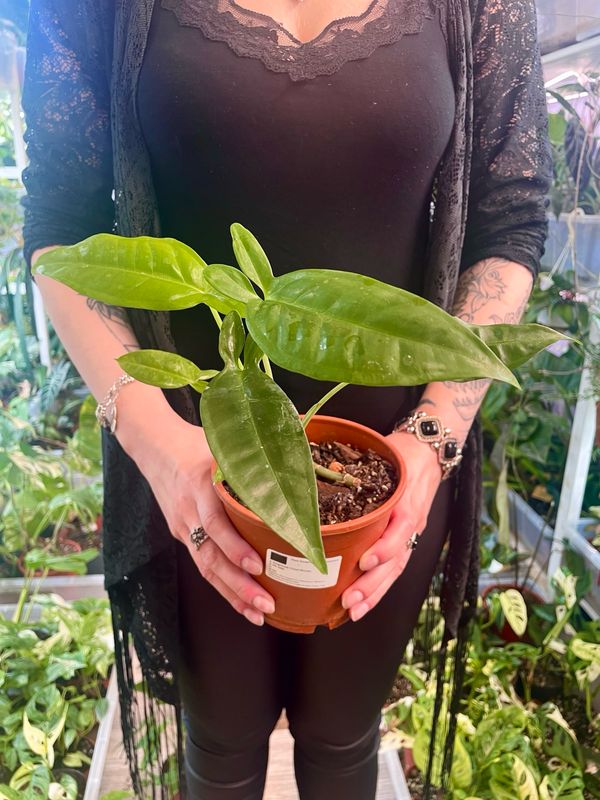 Syngonium TriLeaf Wonder 
