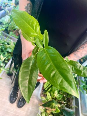 Syngonium TriLeaf Wonder 